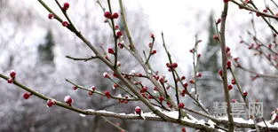 什么梅花香自苦寒来(宝剑锋从磨砺出,梅花香自苦寒来)