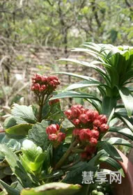 什么花在夏天开(夏天十种最美的花)