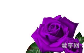 19朵玫瑰花的含义(19朵玫瑰意味着什么)