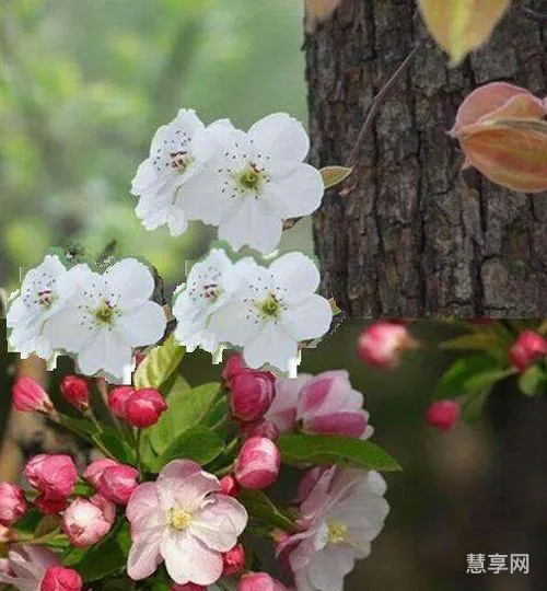 一树梨花压海棠是什么意思(八十老翁十八娘,一树梨花压海棠)