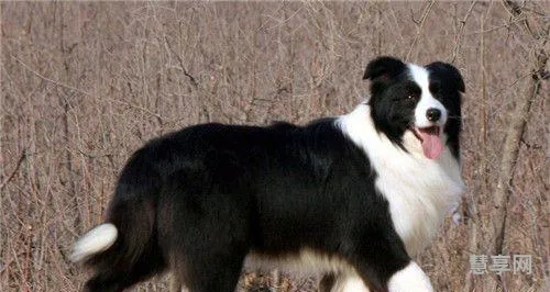 怎样训练边境牧羊犬(十个月的边牧还能训练吗)