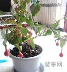 灯笼花怎么养(小灯笼花的养殖方法和注意事项)