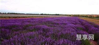 薰衣草种植基地(中国的薰衣草之乡在哪里)