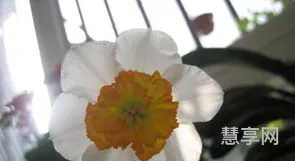 水仙不开花歇后语(水仙不开花下一句是啥)