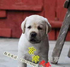 拉布拉多好养吗(拉布拉多犬的饲养方法)