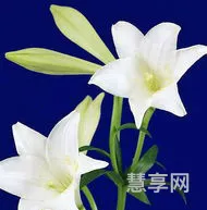 百合花象征什么(百合花一般送给什么人)