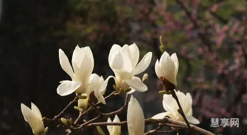 玉兰花的寓意(白玉兰是凶树还是吉树)