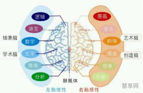 左脑和右脑的区别(左脑和右脑的思维方式)