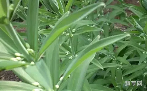 中药材种植项目(未来10大暴利药材种植)