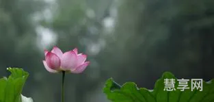 芙蓉映日是什么意思(绣面芙蓉一笑开啥意思)