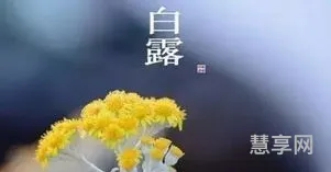 白露代表的寓意(白露有什么象征意义)