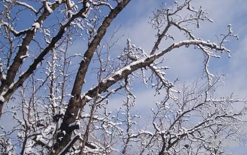 三月下雪有什么说法(三月雪是什么意思)