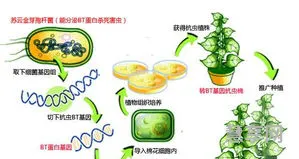 转基因是什么意思(转基因对人体的害处)