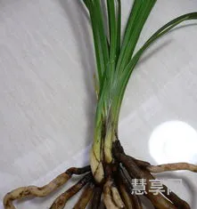 兰花种植方法(兰花的栽培)