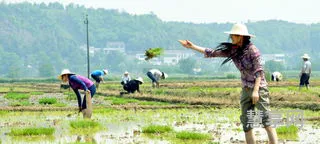 乡村四月闲人少打一节气(乡村四月闲人少的上一句是什么)