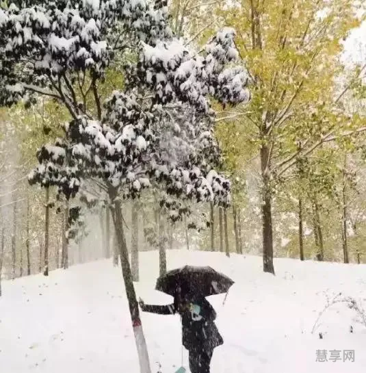 下雪幽默句子(下雪了高情商回复)