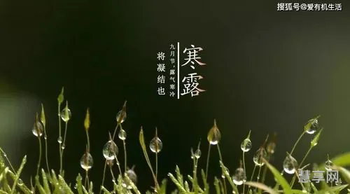 寒露是什么意思?(寒露名字的含义是什么)