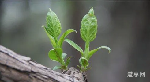 嫩芽是什么意思(嫩芽象征着什么寓意)