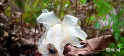 陕西现冥界之花(冥界四花之首)