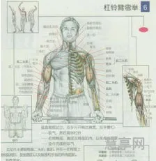 肱二头肌锻炼方法(没工具怎么练肱二头肌)