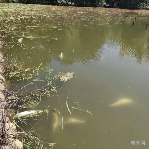 鱼塘下雨后为什么大量死亡(鱼塘下雨天需要增氧吗)