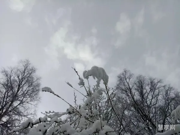 桃花雪是什么时候(雪映桃花牡丹)