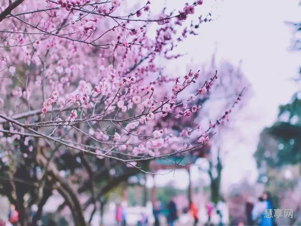 2023年武大看樱花要门票吗(武大的樱花什么时候开花)