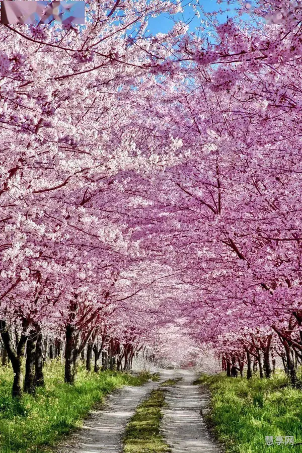 平坝樱花在贵州哪里看(贵州平坝樱花最佳观赏时间)