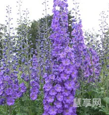 多年生草本植物(水果苗木批发市场)